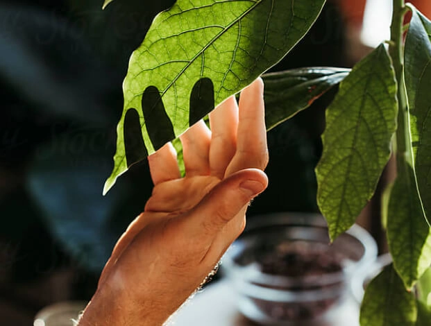 Hand touching leaf